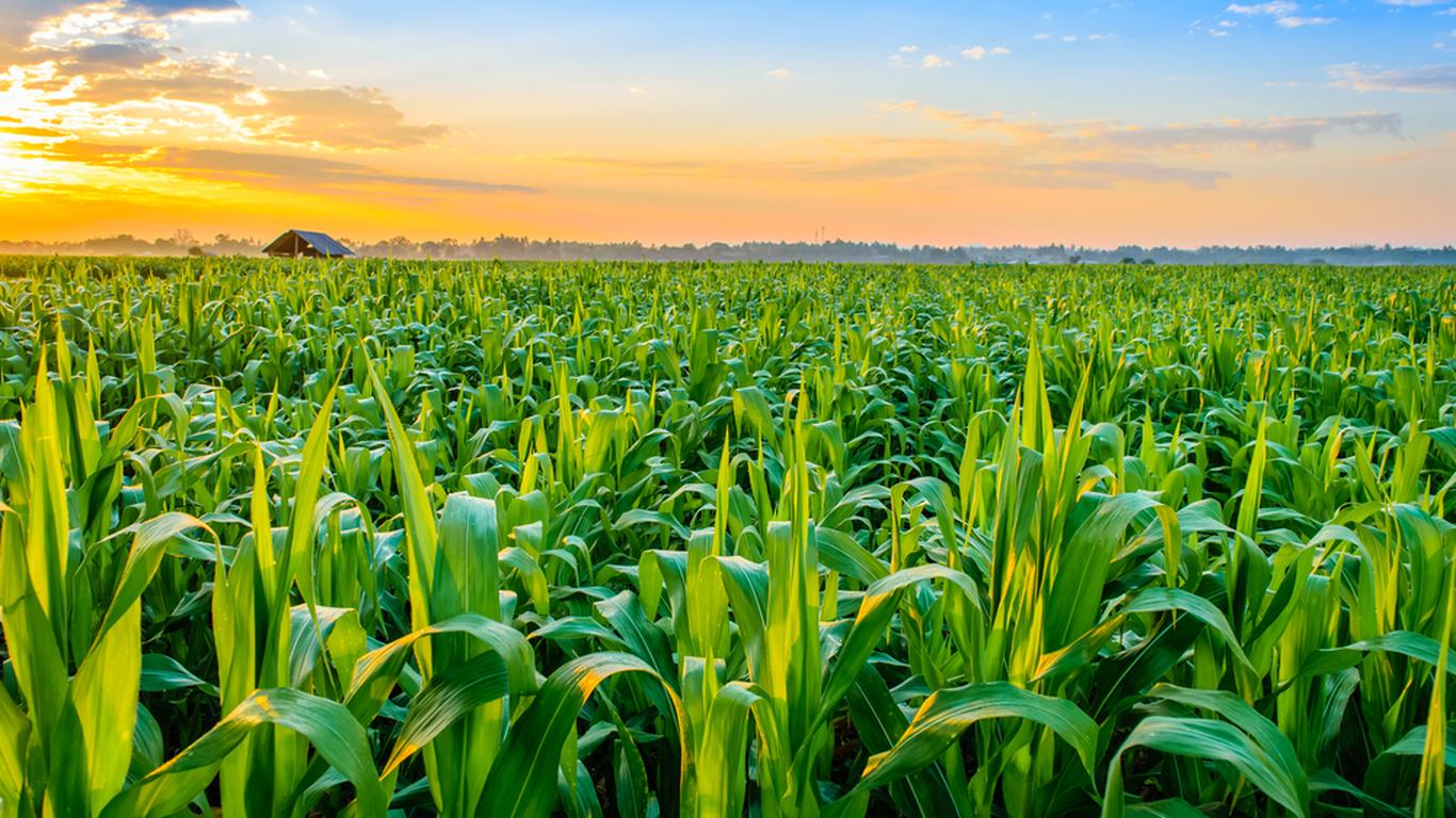 Farming in the Valley